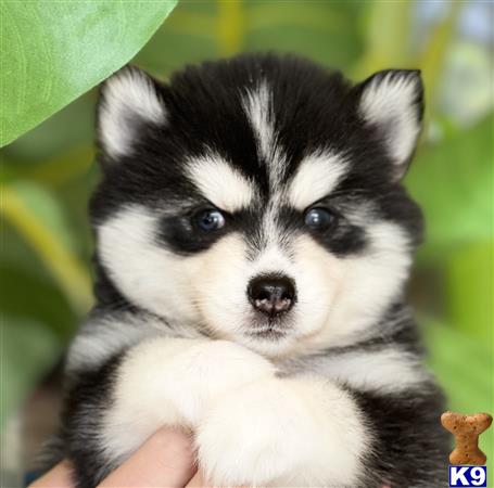 Puppy Pomsky Picture 1